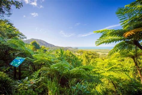 Daintree Rainforest Tours From Port Douglas Tourism Town The