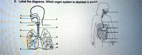 SOLVED Label The Diagrams Which Organ System Is Depicted In Each