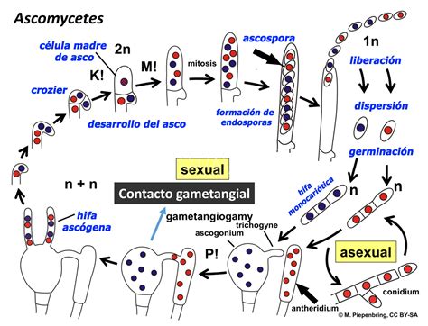 Herbario Virtual Fitopatología