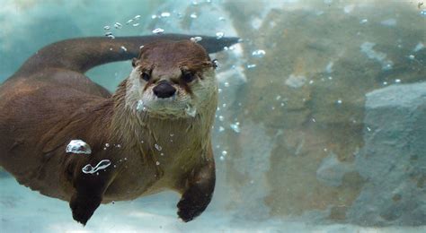 Otter Underwater Mammal - Free photo on Pixabay