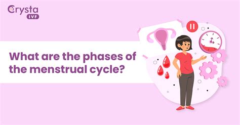 Menstrual cycle: The female menstrual cycle, normal luteal phase length ...