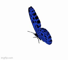 Blue Butterfly Imgflip