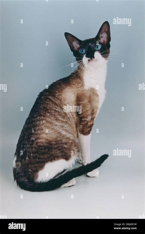 Cornish Rex Seal Bicolour Stock Photo Alamy