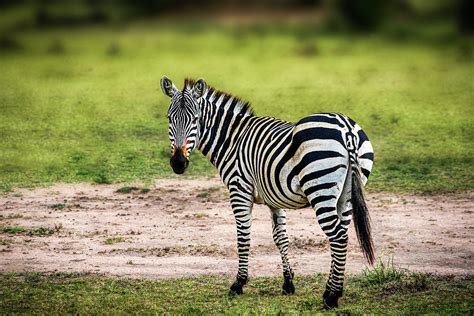 Kenya Zebra Photograph by Alfredo Art Studio - Fine Art America