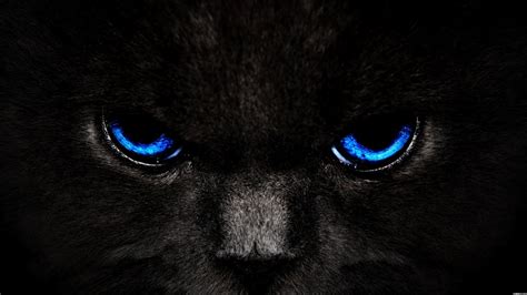 Animals Zoo Park: Black Cat Eyes Wallpapers, Blue Cat Eyes, Yellow Cat Eyes, Green & Red Cats ...