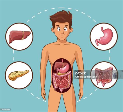 Kartun Sistem Pencernaan Ilustrasi Stok Unduh Gambar Sekarang Usus Anak Muda Dewasa