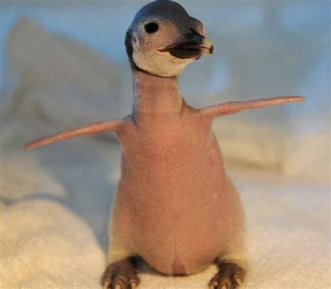 20 Crazy Pictures Of Animals Without Hair