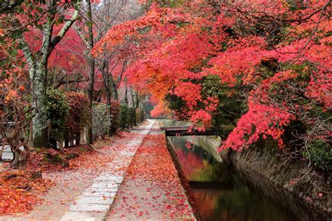 【京都の紅葉】日帰りモデルコース！見頃やおすすめスポットを紹介 Veltra旅行ガイド