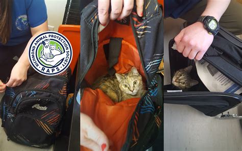 Regional Animal Protection Society A Tale Of Two Kitties