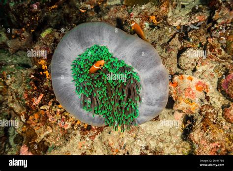 White Green Anemone And Clownfish Nemo Finding Nemo Underwater