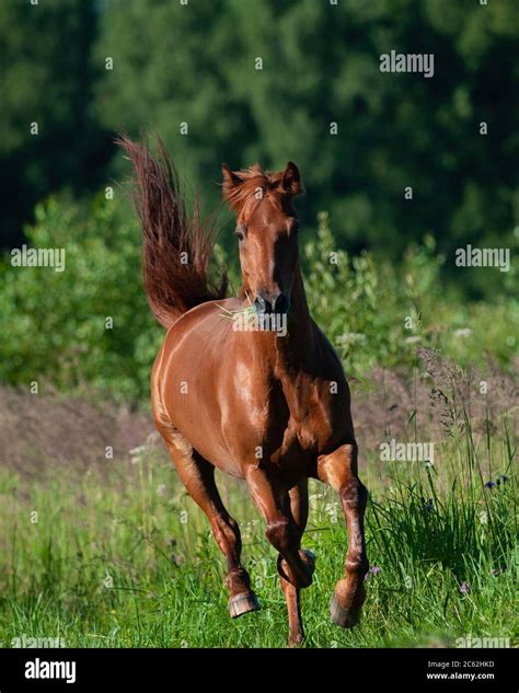 Beautiful chestnut horse running frontview Stock Photo - Alamy