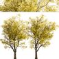 Set Of Robinia Pseudoacacia Frisia Trees Frisia Black Locust 2 Trees