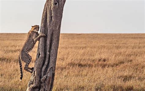 Find the Most Endangered Species in Uganda