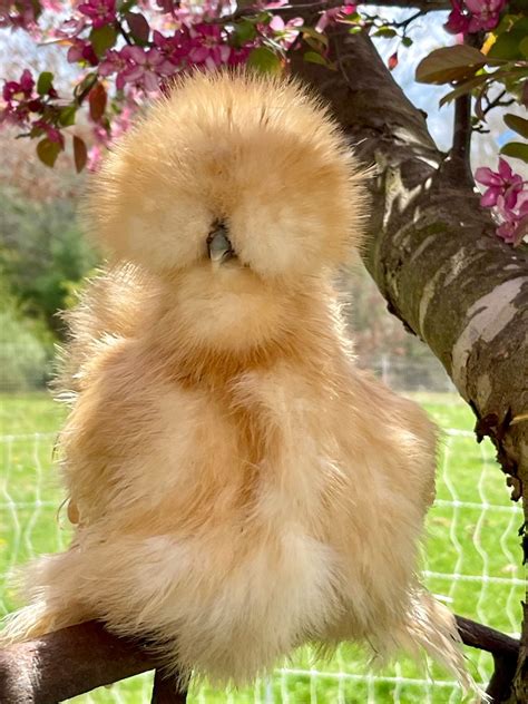 Buff Silkie Pet Chickens Beautiful Chickens Fancy Chickens