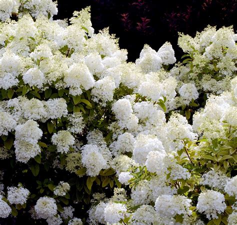 The Most Gorgeous White Hydrangeas For Your Garden In White