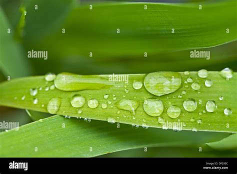 Drooping Flag High Resolution Stock Photography And Images Alamy