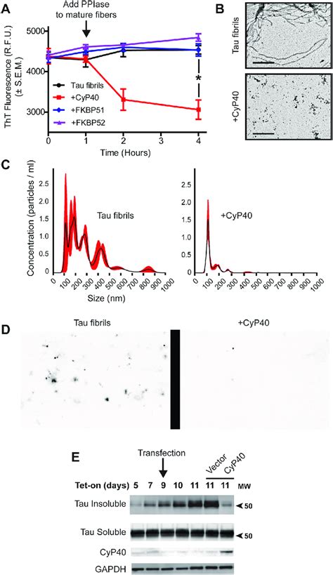 Cyclophilin Cyp Disaggregated Tau Fibrils A Preformed Tau