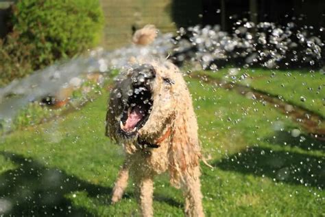Best Swimming Dogs The Best And Worst Dog Breeds For Swimming Your
