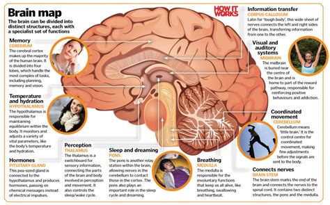 How Does Your Brain Develop As You Grow Older How It Works