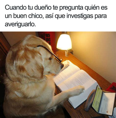 10 Divertidos Memes De Perros Que Te Harán Sonreír Panda Curioso