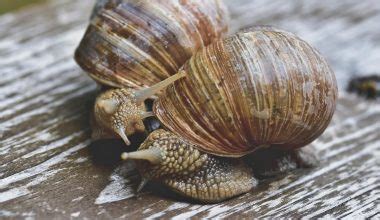 Snails Anatomy The Fascinating Body Of Mollusks Updated