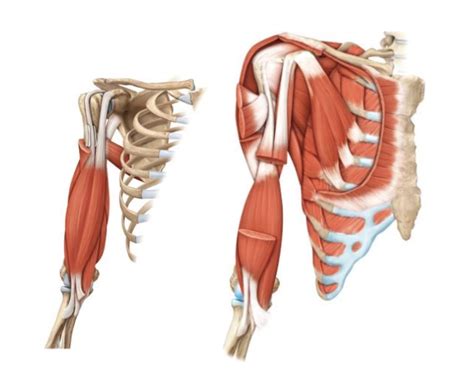 Muscles of the Arm Anatomy — Printable Worksheet