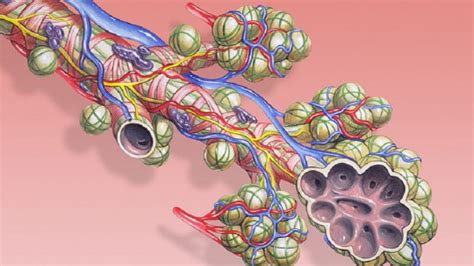 Alvéolos Pulmonares Características Funciones Y Anatomía