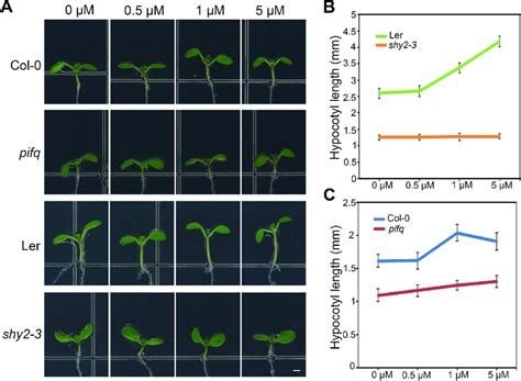 The Auxin Response In Hypocotyl Requires Pifs A And B The Analysis