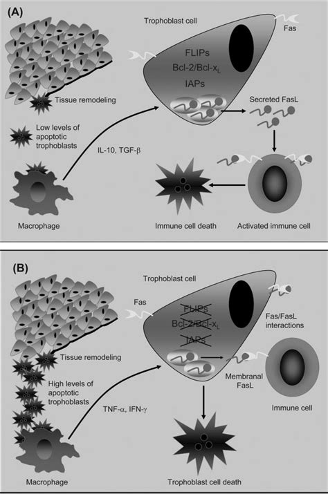 The Effect Of Apoptotic Cell Clearance On Trophoblast Survival A