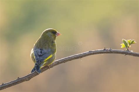 Canto Do P Ssaro Do Chloris Do Chloris De Greenfinch Foto De Stock