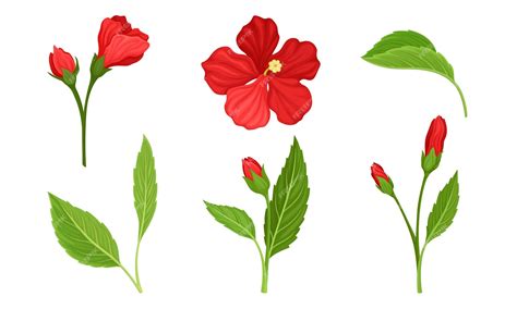 Premium Vector Hibiscus Red Tropical Flower With Large Petals And