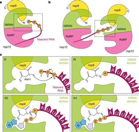 Proposed Model Of The Sars Cov Rna Capping Mechanism A B During