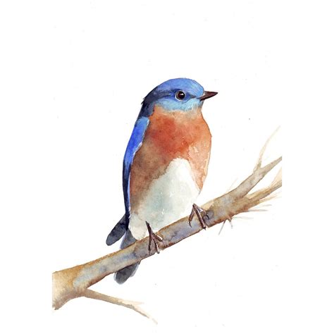 Bluebird Painting B Bird Print Of Watercolor By Louisedemasi