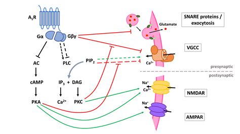 Adenosine A Receptor And Epilepsy Encyclopedia Mdpi