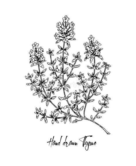 Thym Dessiné à La Main Dans La Fleur Illustration Vectorielle Isolée