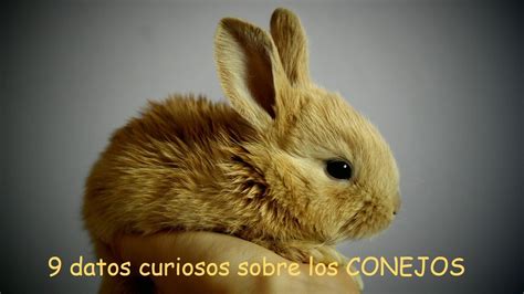 9 Datos Curiosos Sobre Los Conejos YouTube