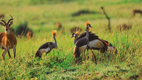 Lake Mburo National Park Authentic Wild African Safaris