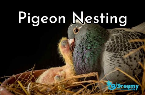 The Essential Guide to Understanding Pigeon Nesting