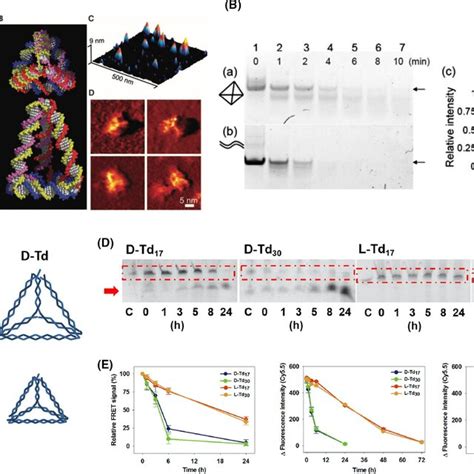 Tetrahedral Dna Nanostructures Tdn As Bioimaging Platforms A