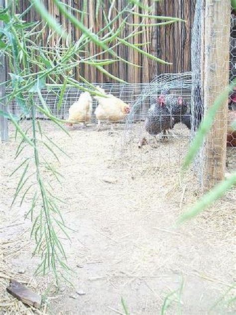 Best Creative And Easy Backyard Chicken Tunnel For Your Chicken