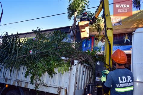 Comenzó la poda anual Intendencia Departamental de Rivera