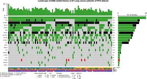 Dna Double Strand Break Repair Capacity And Its Pathway Gene Variants