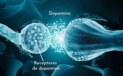 Neurônios dopaminérgicos Learnaboutworld