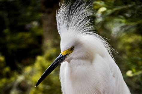 Snowy Egret Free Stock Photo Public Domain Pictures