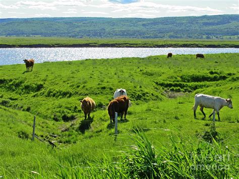 Beautiful Grazing Pasture Photograph By Crystal Loppie