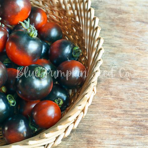 Indigo Cherry Drop Tomato F1 Hybrid Indeterminate Certifed Etsy