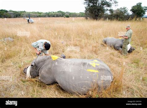 Veterinarians Vets African Vets Operating Operation Wild Animal