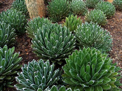 Agave victoriae-reginae (Queen Victoria Agave) - World of Succulents