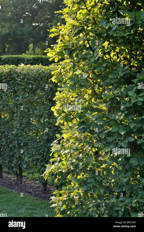 Carpinus Betulus Hedge Fotos Und Bildmaterial In Hoher Aufl Sung Alamy