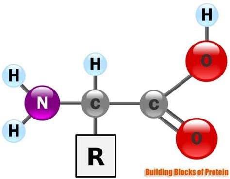 Building Blocks Of Proteins Structure Properties Functions